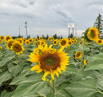 Manitoba Sunflower Festival